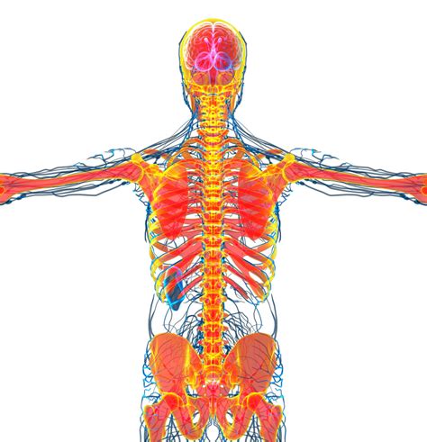 Connective Tissue Disorders The Spine Dr Stefano Sinicropi Connective Tissue Disorders The Spine Dr Stefano Sinicropi