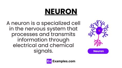 Neuron Definition Functions Types Faq Neuron Definition Functions Types Faq