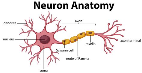 Neuron Diagram And Functions Neuron Diagram And Functions