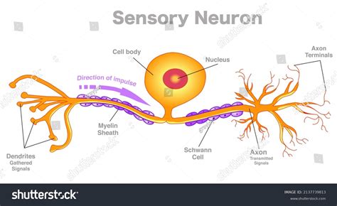 Sensory Neuron Anatomy Structure Parts Pseudounipolar Stock Vector Sensory Neuron Anatomy Structure Parts Pseudounipolar Stock Vector