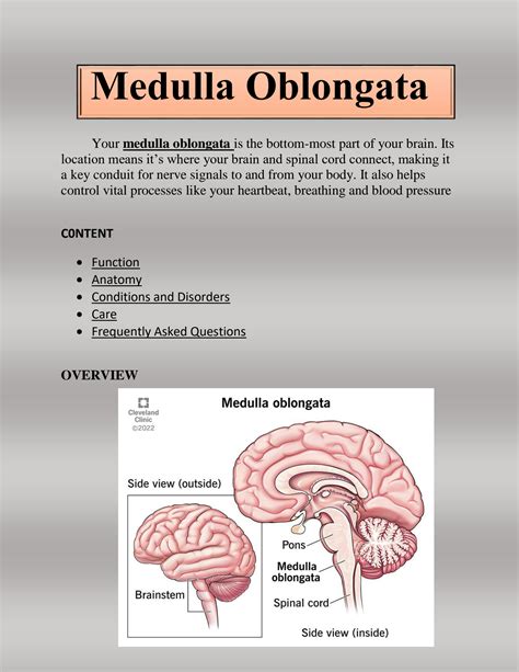 Solution Medulla Oblongata Definition Function And Anatomy Studypool Solution Medulla Oblongata Definition Function And Anatomy Studypool