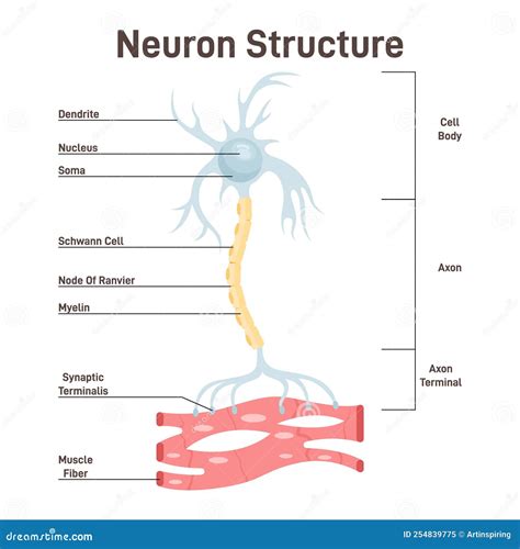 Structure Of Neuron With Diagram Structure Nervous Neuron Ne Structure Of Neuron With Diagram Structure Nervous Neuron Ne