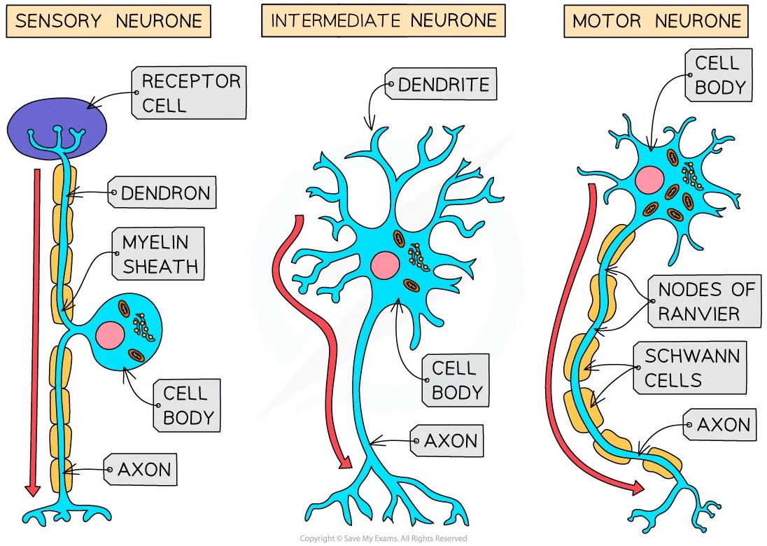 Types Of Neurones Cambridge Cie O Level Biology Revision Notes 2021 Types Of Neurones Cambridge Cie O Level Biology Revision Notes 2021