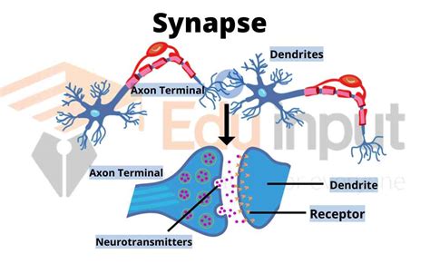 What Are Synapses