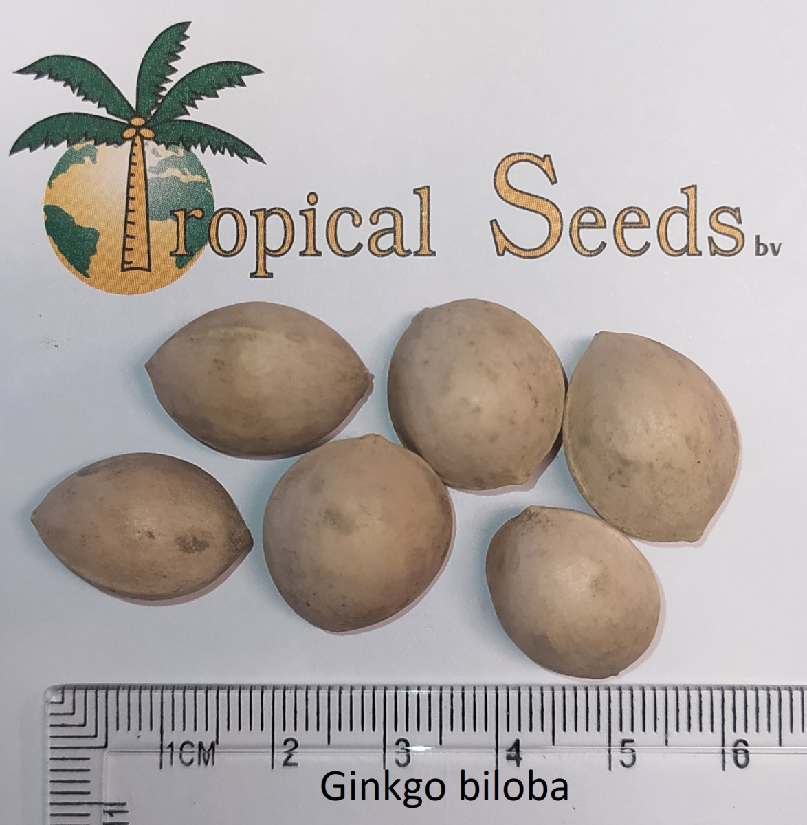 What's Ginkgo Biloba Used For